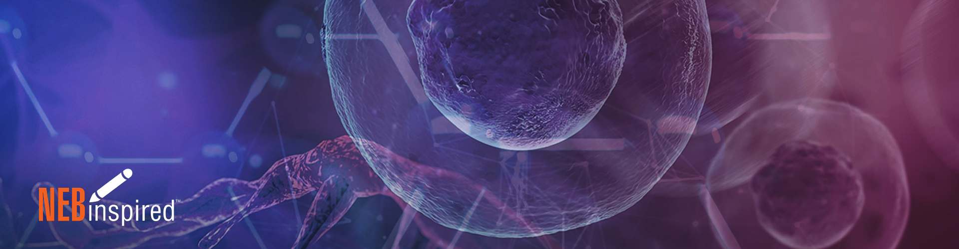 NEB nebinspired-blog